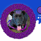 Customized Oreo depicting Joe the dog